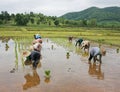 Workers in rice paddy