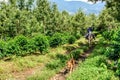 Workers ride through coffee plantation, Guatemala Royalty Free Stock Photo