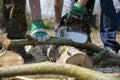 Workers sawing with a chainsaw into pieces a long trunk of a tree, farm work Royalty Free Stock Photo