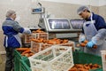 Workers sorting carrot in a food processing plant