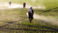 Workers spraying herbicides.