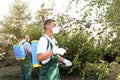 Workers spraying pesticide onto tree outdoors. Pest control