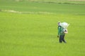 Workers spraying pesticides in the fields. Rice plants are growing