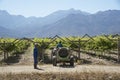 Workers spraying vines South Africa Royalty Free Stock Photo