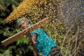 Workers spread maize crop for drying at a wholesale grain market. Royalty Free Stock Photo