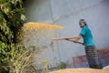 Workers spread maize crop for drying at a wholesale grain market. Royalty Free Stock Photo