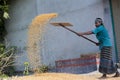 Workers spread maize crop for drying at a wholesale grain market. Royalty Free Stock Photo