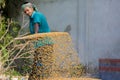 Workers spread maize crop for drying at a wholesale grain market. Royalty Free Stock Photo