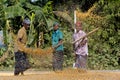 Workers spread maize crop for drying at a wholesale grain market. Royalty Free Stock Photo