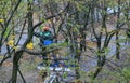 workers work on the street cut branch tree autumn landscape Minsk Belarus