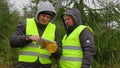 Workers with tablet PC near the spruce in the forest