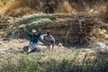 Workers take a break from cutting reeds along the west bank of the River Nile near Aswan in Egypt.