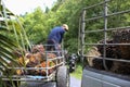 Workers take the oil palm fruits by A tractor operates mechanical to pickup car. In the oil palm plantation. Ready ship to palm oi Royalty Free Stock Photo