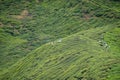 Workers at tea plantation harvesting tea leaves and spraying fungicides