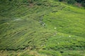 Workers at tea plantation harvesting tea leaves and spraying poison Royalty Free Stock Photo