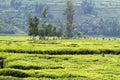 Workers at the tea plantation Royalty Free Stock Photo