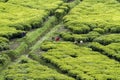 Workers at a tea plantation Royalty Free Stock Photo