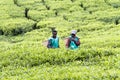 Workers at a tea plantation