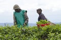 Workers at a tea plantation