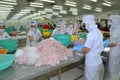 Workers are testing the color of pangasius fish in a seafood processing plant in Tien Giang, a province in the Mekong delta of Vie Royalty Free Stock Photo