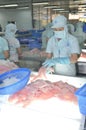 Workers are testing the color quality of pangasius fish fillets in a seafood processing plant in An Giang, a province in the