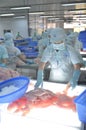 Workers are testing the color quality of pangasius fish fillets in a seafood processing plant in An Giang, a province in the