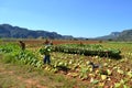 Workers at tobacco plantation