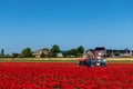 Workers on a tractor are pulling weeds on the tulip bulbs farm Royalty Free Stock Photo