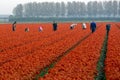 Workers in a tulip field Royalty Free Stock Photo