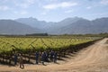 Workers tying vines Botrivier region South Africa Royalty Free Stock Photo