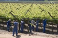 Workers tying vines Botrivier region South Africa Royalty Free Stock Photo