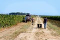 Workers during Vendemmia - grape harvest in a vineyard