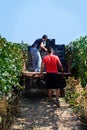 Workers during Vendemmia - grape harvest in a vineyard
