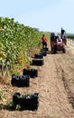 Workers during Vendemmia - grape harvest in a vineyard