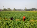 workers work on the field, harvesting, manual labor, farming, agriculture, labor migrants, Family farmers. Royalty Free Stock Photo