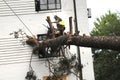 Workers work on removing a large tree