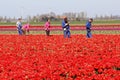 Male and female workers in the red tulip fields, Noordoostpolder, Flevoland, Netherlands