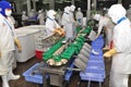 Workers are working with a shrimp sizing machine in a processing plant in Hau Giang, a province in the Mekong delta of Vietnam Royalty Free Stock Photo