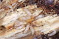 Workers of Yellownecked dry-wood termite Kalotermes flavicollis