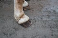 Workhorse front two hoffs with shoes Royalty Free Stock Photo