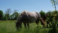 Workhorse grazing in the meadow