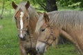 Workhorse. Grazing in the pasture. Meadow