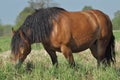 Workhorse. Grazing in the pasture. Meadow in the valley of the Bug