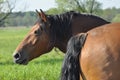 Workhorse. Grazing in the pasture. Meadow in the valley of the Bug