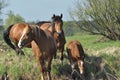 Workhorse. Grazing in the pasture. Meadow in the valley of the Bug Royalty Free Stock Photo