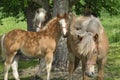 Workhorse. Grazing in the pasture. Meadow in the valley of the Bug Royalty Free Stock Photo