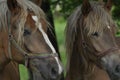 Workhorse. Grazing in the pasture. Meadow in the valley of the Bug Royalty Free Stock Photo