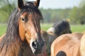 Workhorse. Grazing in the pasture. Meadow in the valley of the Bug