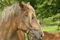 Workhorse. Grazing in the pasture. Meadow in the valley of the Bug Royalty Free Stock Photo