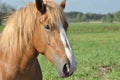 Workhorse. Grazing in the pasture. Meadow in the valley of the Bug Royalty Free Stock Photo